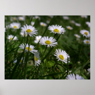 Poster Marguerites
