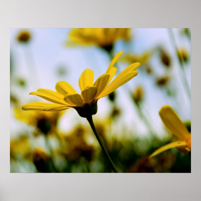 Poster Marguerites (Devant)