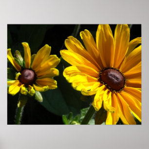 Poster Marguerites à œil noir