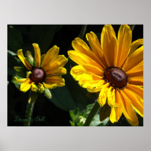 Poster Marguerites à oeil noir