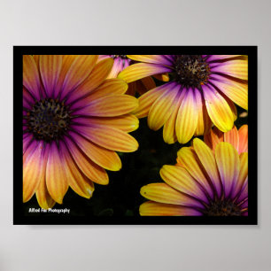 Poster Marguerites africaines jaunes et violettes