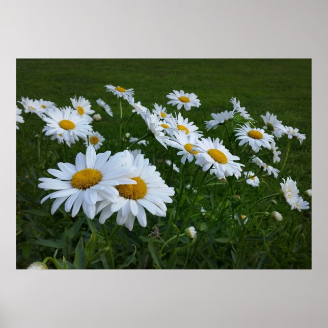 Poster marguerites blanches (Devant)