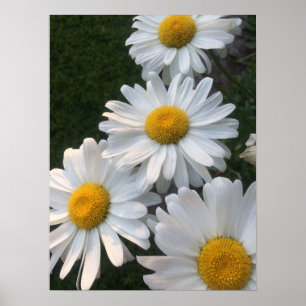Poster Marguerites blanches