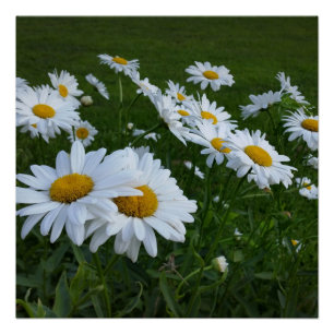 Poster marguerites blanches
