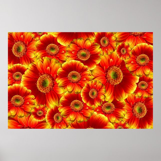 Poster Marguerites de Gerbera jaune et orange (Devant)