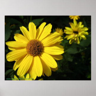 Poster Marguerites jaunes