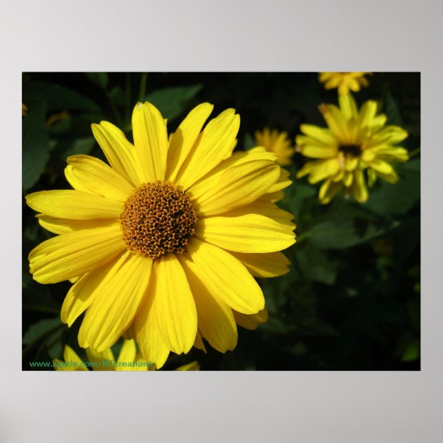 Poster Marguerites jaunes (Devant)
