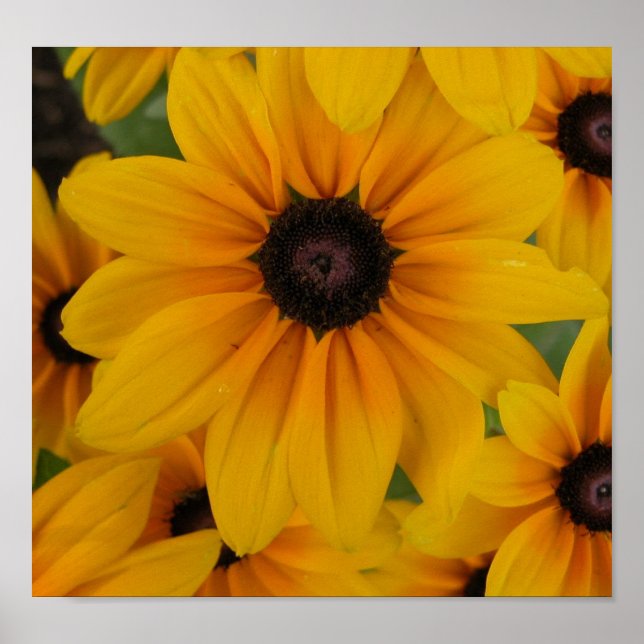 Poster marguerites jaunes (Devant)