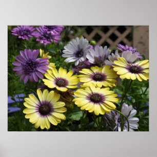 Poster Marguerites violettes et jaunes africaines