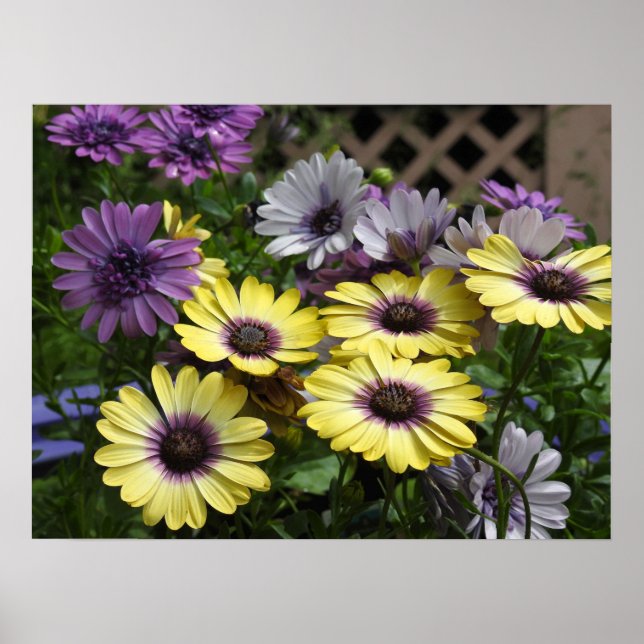 Poster Marguerites violettes et jaunes africaines (Devant)