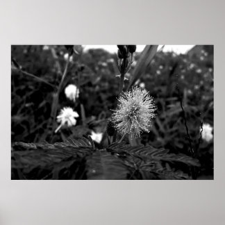 Poster Maria fecha a porta  - dark