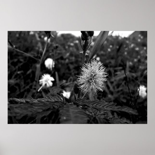 Poster Maria fecha a porta  - dark (Devant)