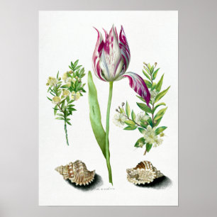 Poster Maria Sibylla Merian Tulip, deux branches de Myrtl
