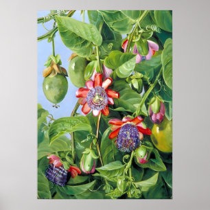 Poster Marianne Fruit du Nord de la Passion Fleur