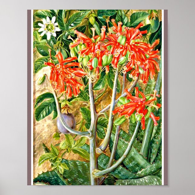 Poster Marianne Nord - Aloe et Fleur de passion (Devant)
