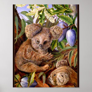 Poster Marianne Nord - Ours et poires australiens