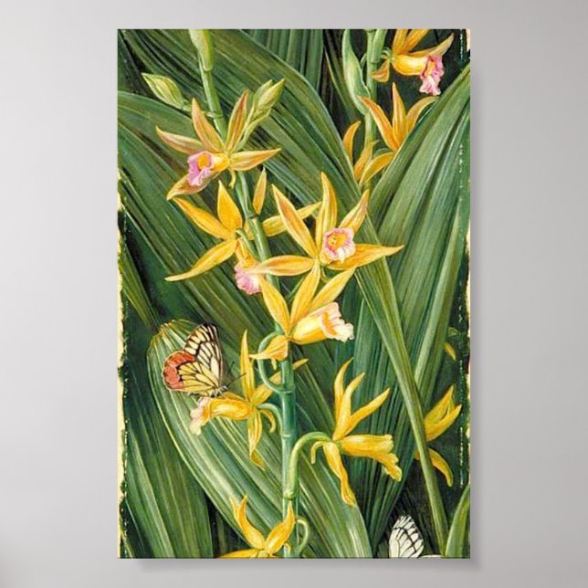 Poster Marianne North - Une orchidée et des papillons (Devant)