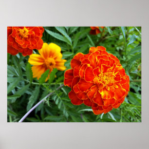 Poster marigold