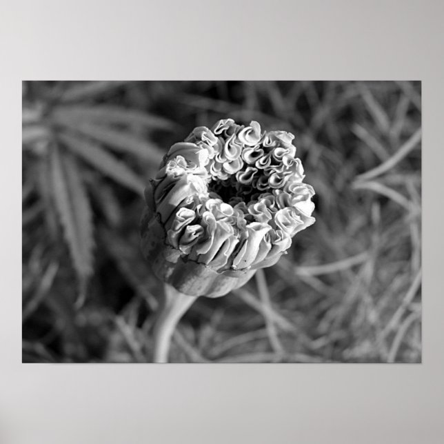 Poster Marigold Blossom (Devant)
