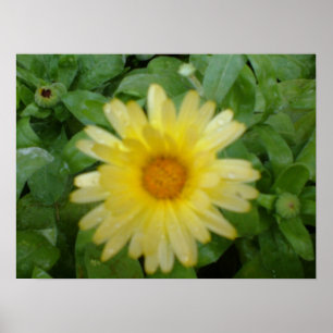 Poster Marigold jaune
