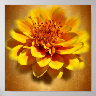 Poster Marigold Joy