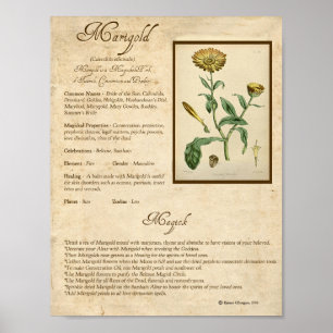 POSTER MARIGOLD MAGICK HERB