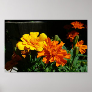 Poster marigold matin gloire