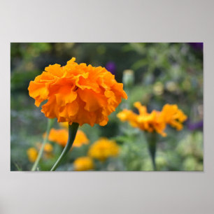 Poster Marigold Orange Fleur Nature Jardin photographique