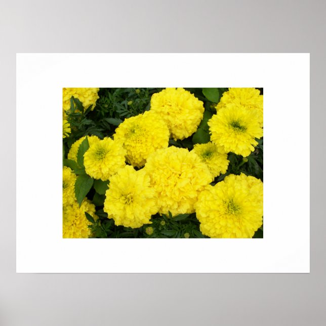 Poster Marigolds Jaune (Devant)