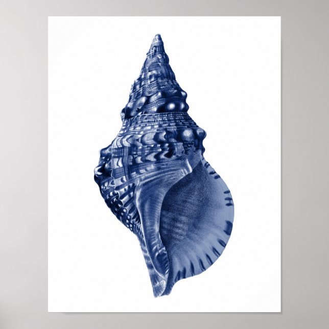Poster Marine Beach Décor Art Coquillages (Devant)