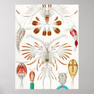 Poster Marine Life Crustacés, Copepoda par Ernst Haeckel