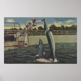 Poster Marineland, la Floride - vue des marsouins de
