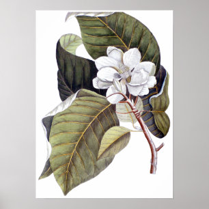 Poster Mark Catesby : Blanc Magnolia Antique Botanique