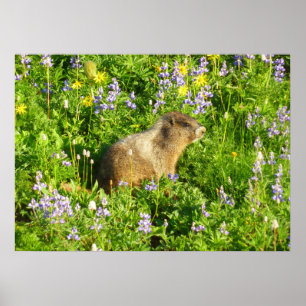 Poster Marmot dans le Mont Rainier Fleurs sauvages