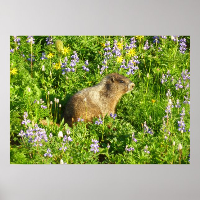 Poster Marmot dans le Mont Rainier Fleurs sauvages (Devant)