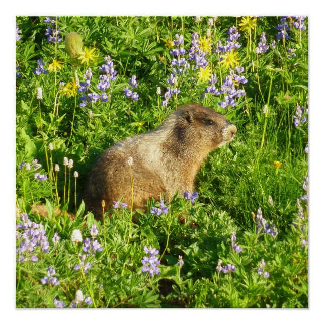Poster Marmot dans le Mont Rainier Fleurs sauvages (Devant)