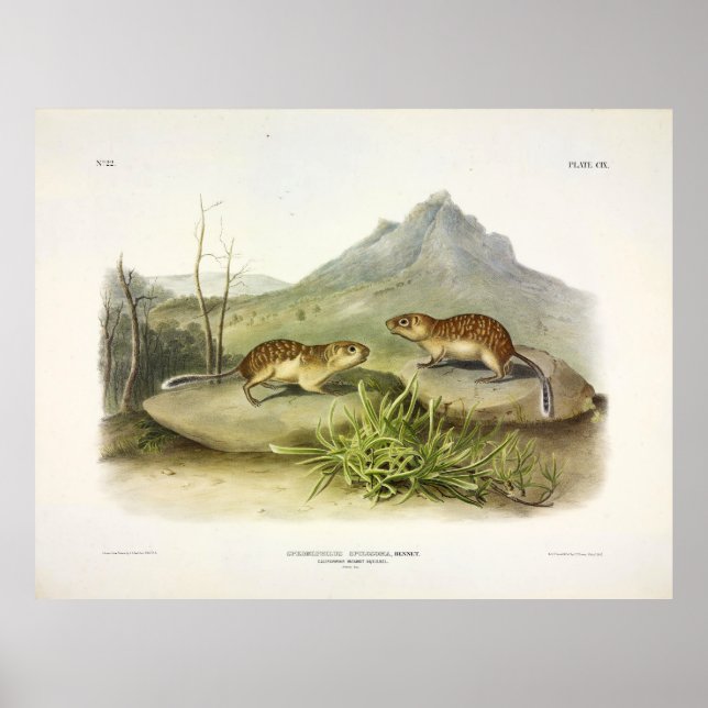 Poster Marmot-écureuil californien, squrl de sol mexicain (Devant)