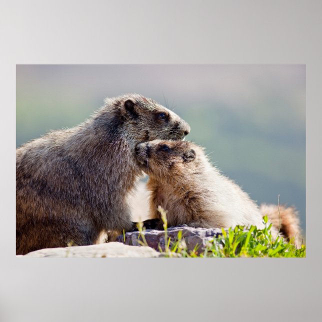 Poster Marmot Mother (Devant)