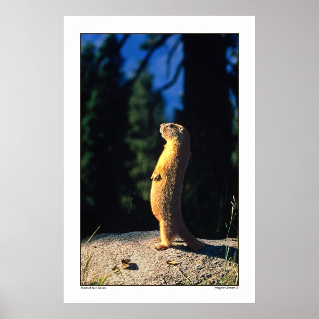 Poster Marmot Sun Salute (Devant)