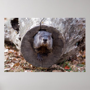 Poster Marmotte