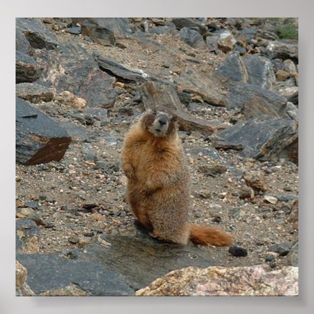 Poster Marmotte à ventre jaune (Devant)
