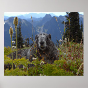 Poster Marmotte Au Paradis