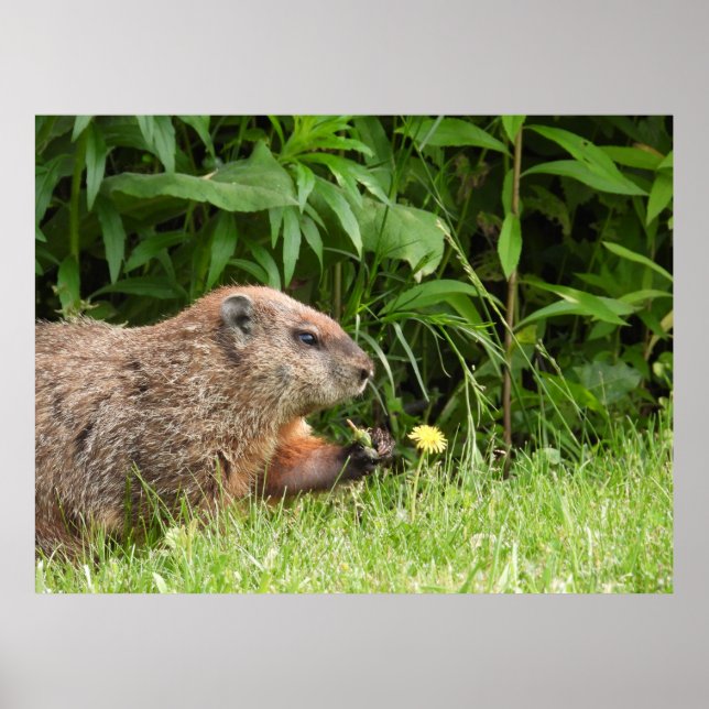 Poster Marmotte / Bois tenant un pissenlit (Devant)
