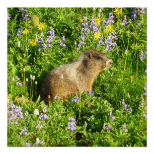 Poster Marmotte dans les fleurs sauvages du mont Rainier