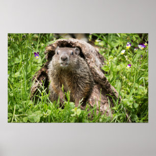 Poster Marmotte dans un tronc creux