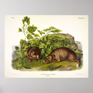 Poster Marmotte de Lewis, Marmotte à ventre jaune par Aud