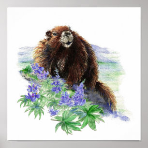 Poster Marmotte de l'île de Vancouver en voie de disparit