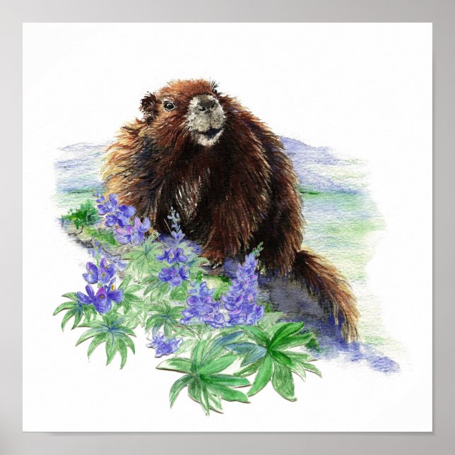 Poster Marmotte de l'île de Vancouver en voie de disparit (Devant)