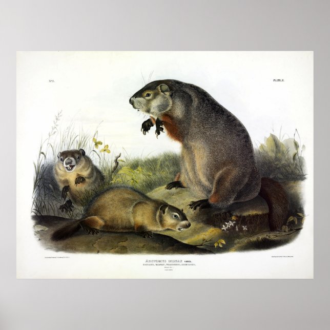 Poster Marmotte du Maryland, Woodchuck, Marmotte de fond  (Devant)