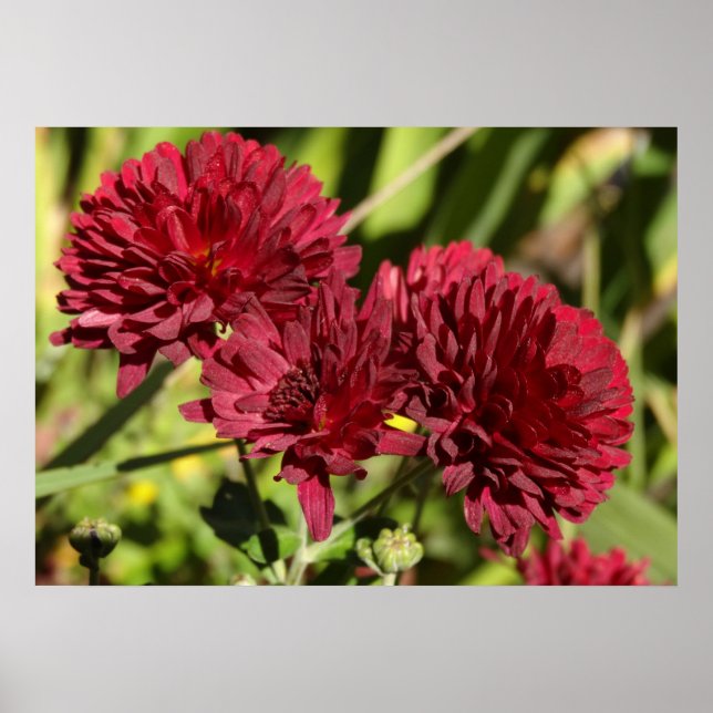 Poster Maroon Chrysanthemums (Devant)